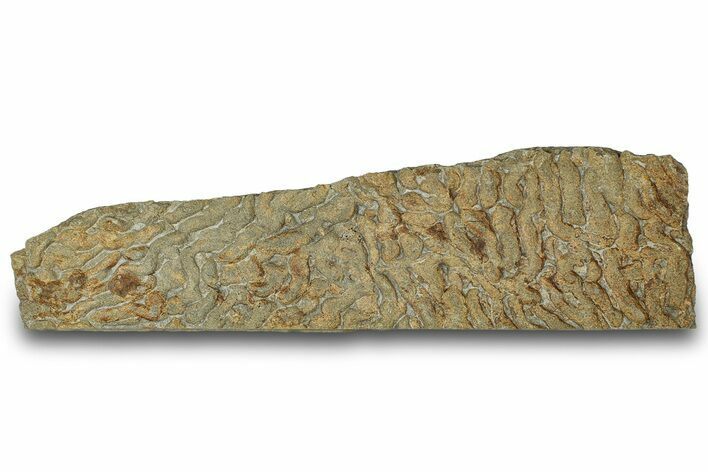 Pennsylvanian, Fossil Microbial Mat - Oklahoma #301964